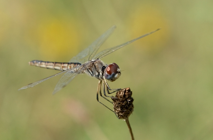 Orthetrum cancellatum e Selysiothemis nigra